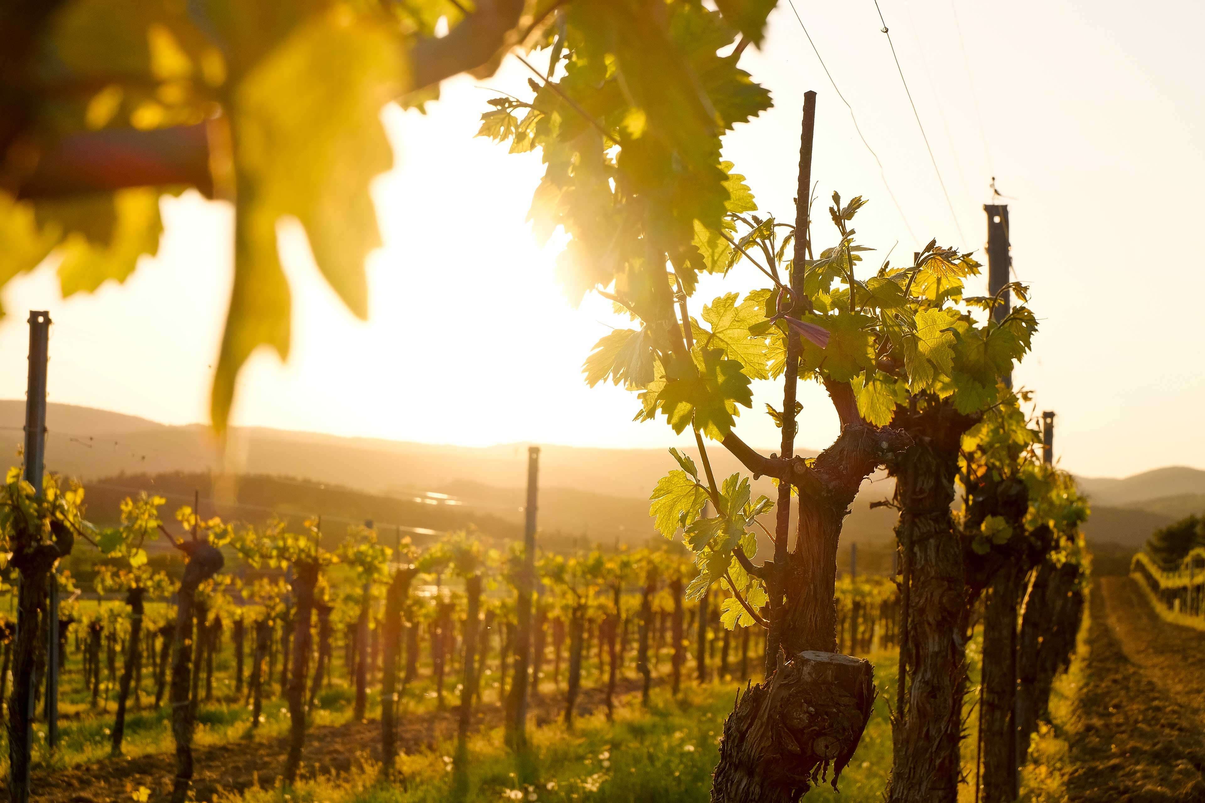 Junge Weinreben im Gegenlicht der Abendsonne